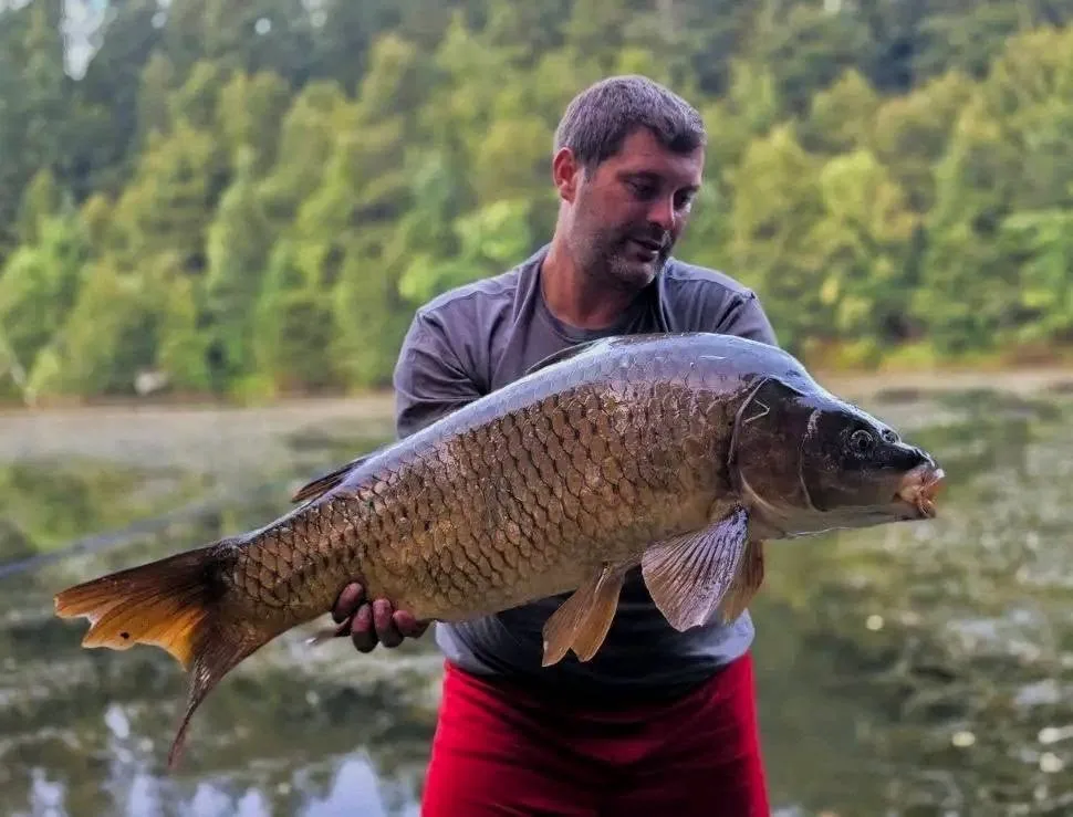Ulov šarana — Mirror Baits